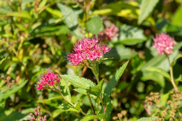 シモツケソウ 2025