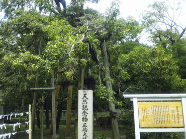 ������ҥ���⥯����1