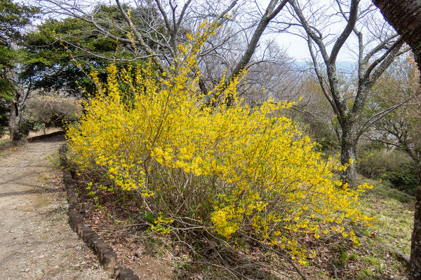 レンギョウの花 2026-1
