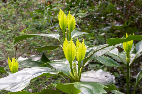 アオキの新芽