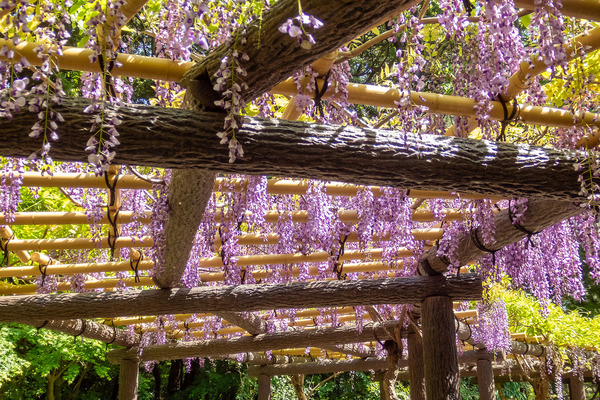 沼津御用邸記念公園の藤の花 2025-2
