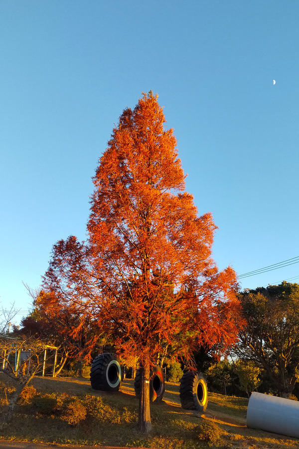 月光天文台の紅葉 2024-1