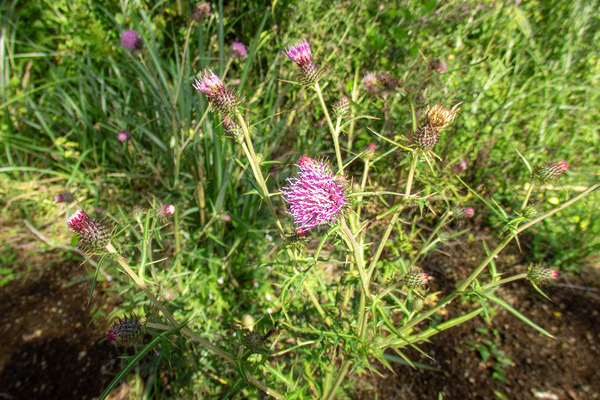 アザミの花 2025-2