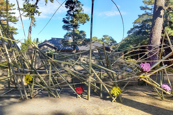 沼津御用邸記念公園 菊華展