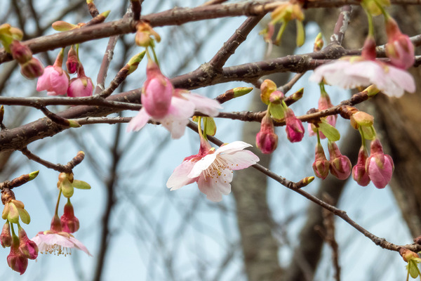 香貫山の大漁桜2024-2