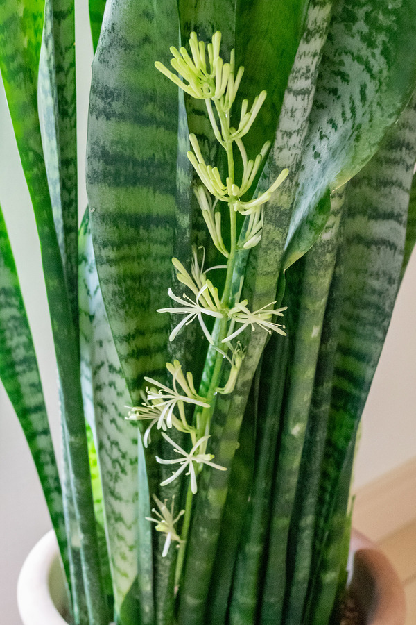 サンセベリアの花 2024-7