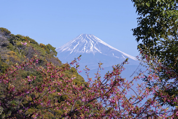来ル海の河津桜2025-4