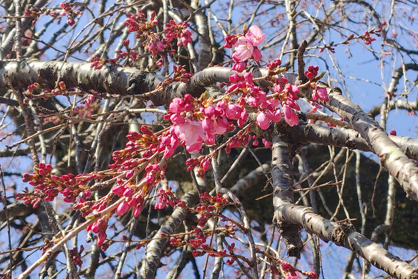 白泉寺の枝垂れ桜 2026-3