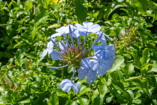 ルリマツリの花 2025-2