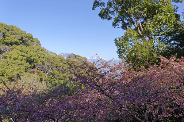 来ル海の河津桜2025-5