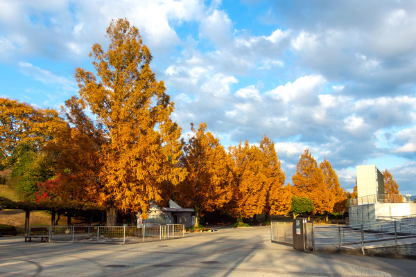 愛鷹運動公園のメタセコイアの紅葉 2025-1