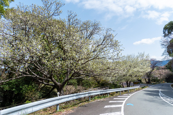 西伊豆の大島桜2021