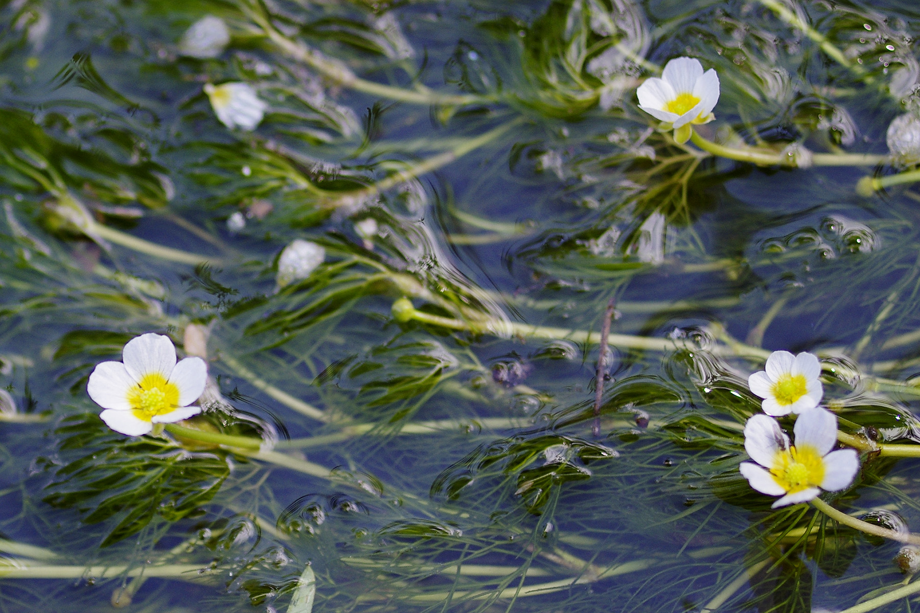 オオカナダモの花 : 季節の花だより はなつうWEST Blog