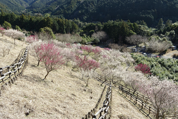 新田梅林公園2023-1