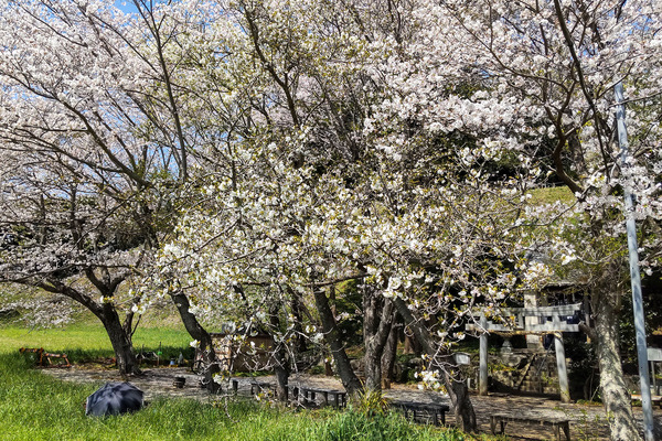 興国寺城跡の桜2023