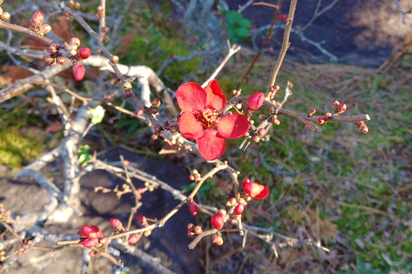 ������Υܥ��β� 2026-1