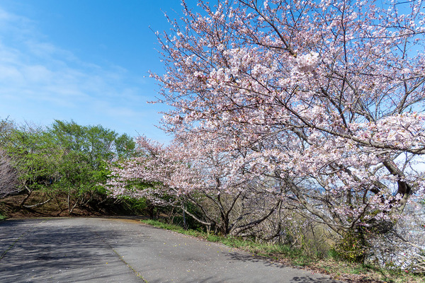 ��ӻ��κ�2020-1