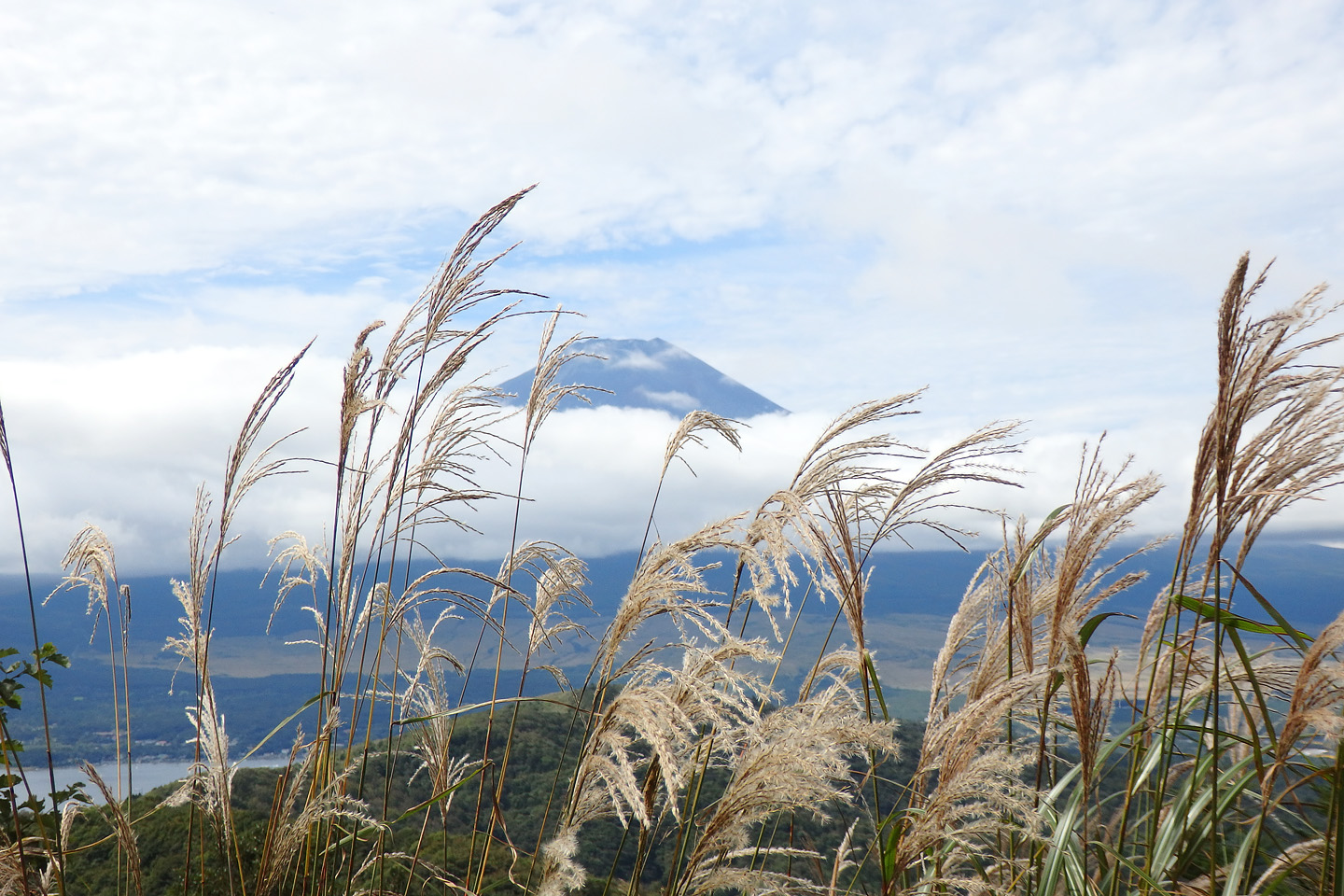 石割山 富士山とススキ 季節の花だより はなつうwest Blog