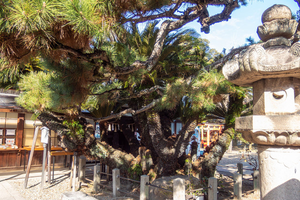 御香宮のソテツ 2026-1