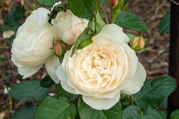 Ų󥻥󥿡ΥХ 2024-2