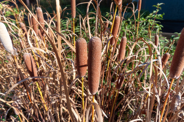 ���ޤ��� 2025-1