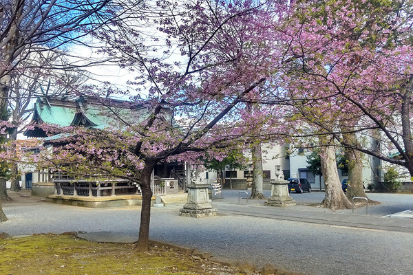 八幡神社の河津桜2023