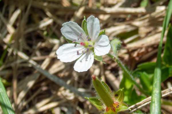 ゲンノショウコ 2025