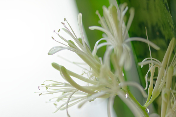 サンセベリアの花 2024-11