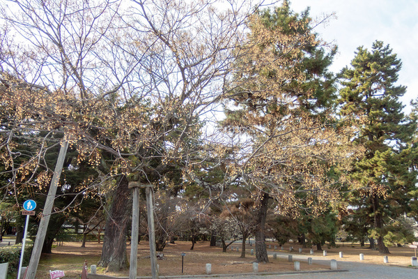 ���Ը��Υ������ 2026-1