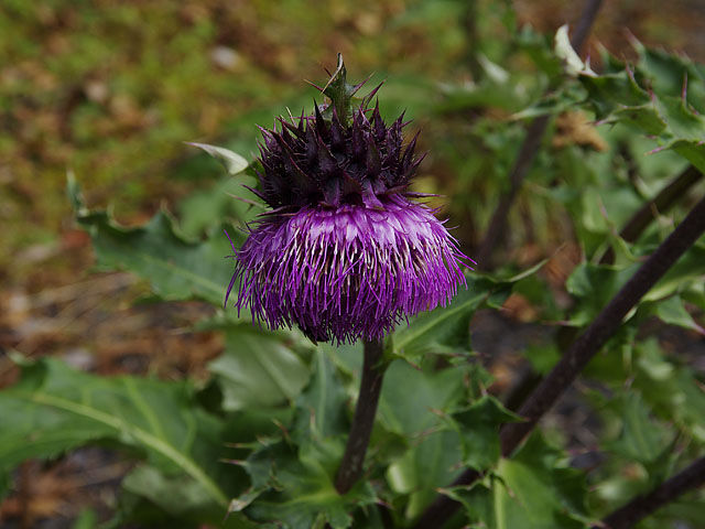 富士アザミが咲いていました 季節の花だより はなつうwest Blog
