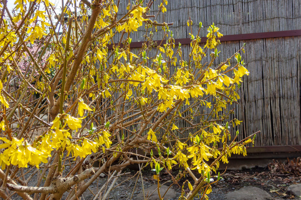 �Ӿб�Υ�󥮥祦 2026