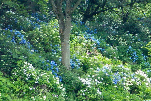 �����������