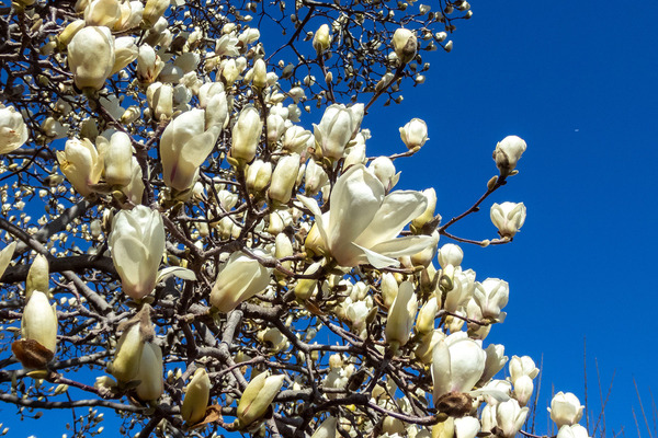 函南町のモクレン2024-2