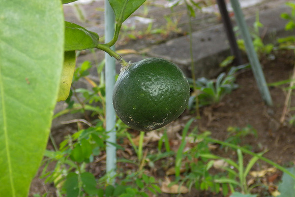 ����������� 2025