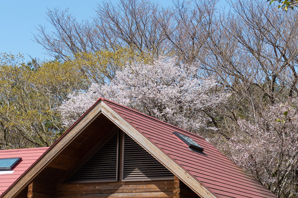 達磨山高原の豆桜2021