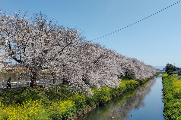 沼川の桜2023-1