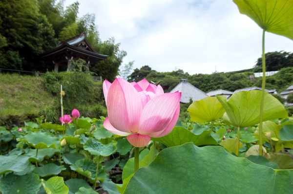 蓮興寺の蓮の花1