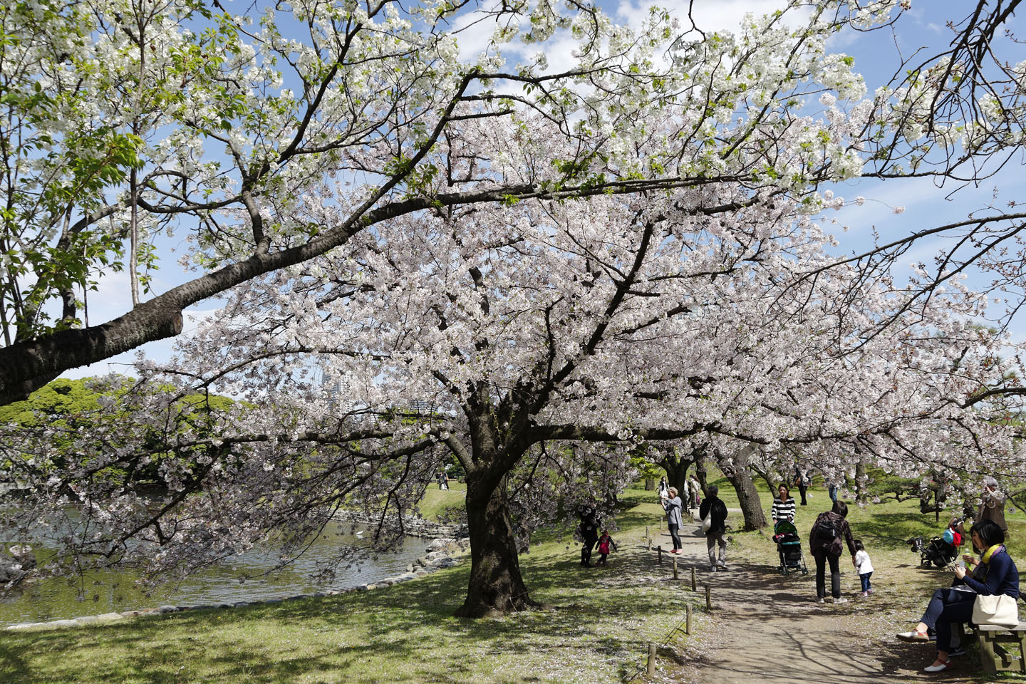 桜満開の浜離宮恩賜庭園 17 季節の花だより はなつうwest Blog