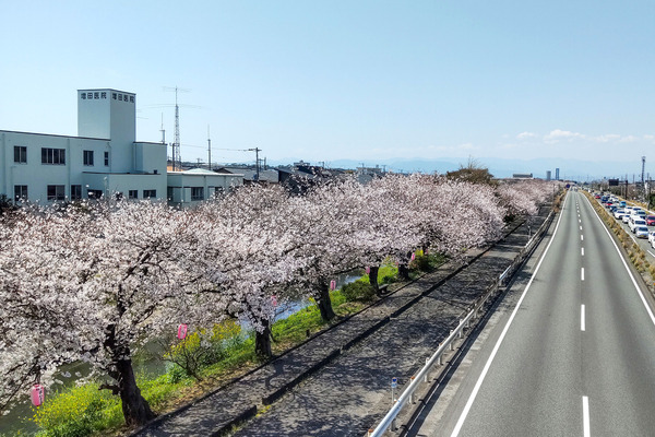 沼川の桜2023-2