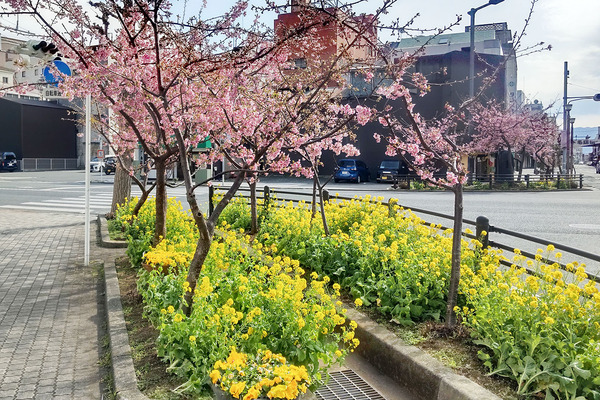 沼津市内の河津桜と菜の花2023