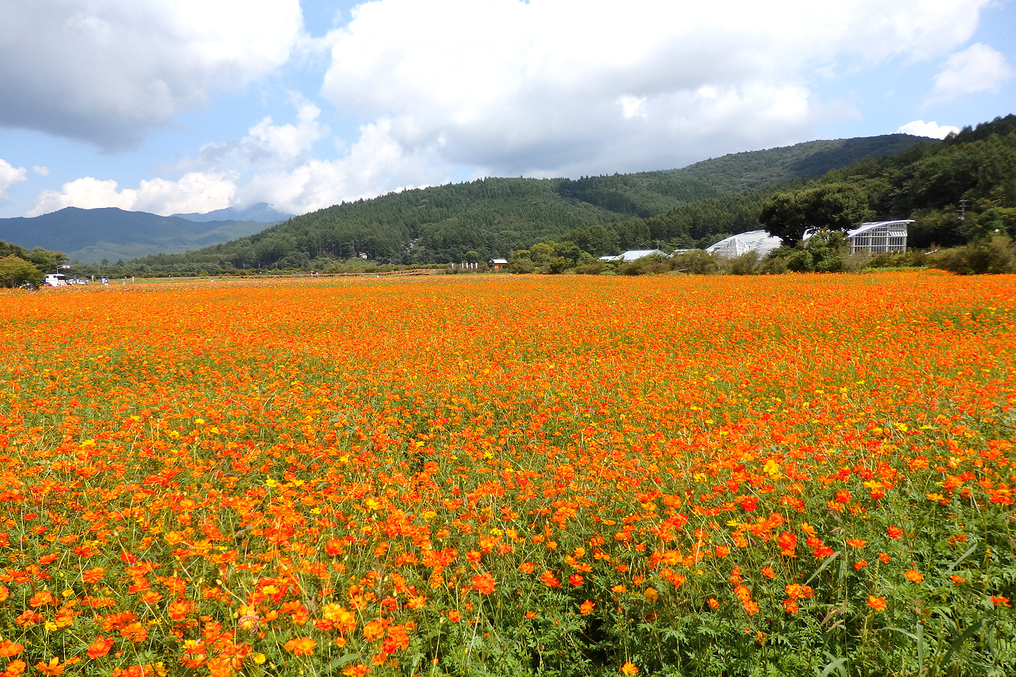 山中湖 花の都公園では黄花コスモスが見頃です 17 季節の花だより はなつうwest Blog