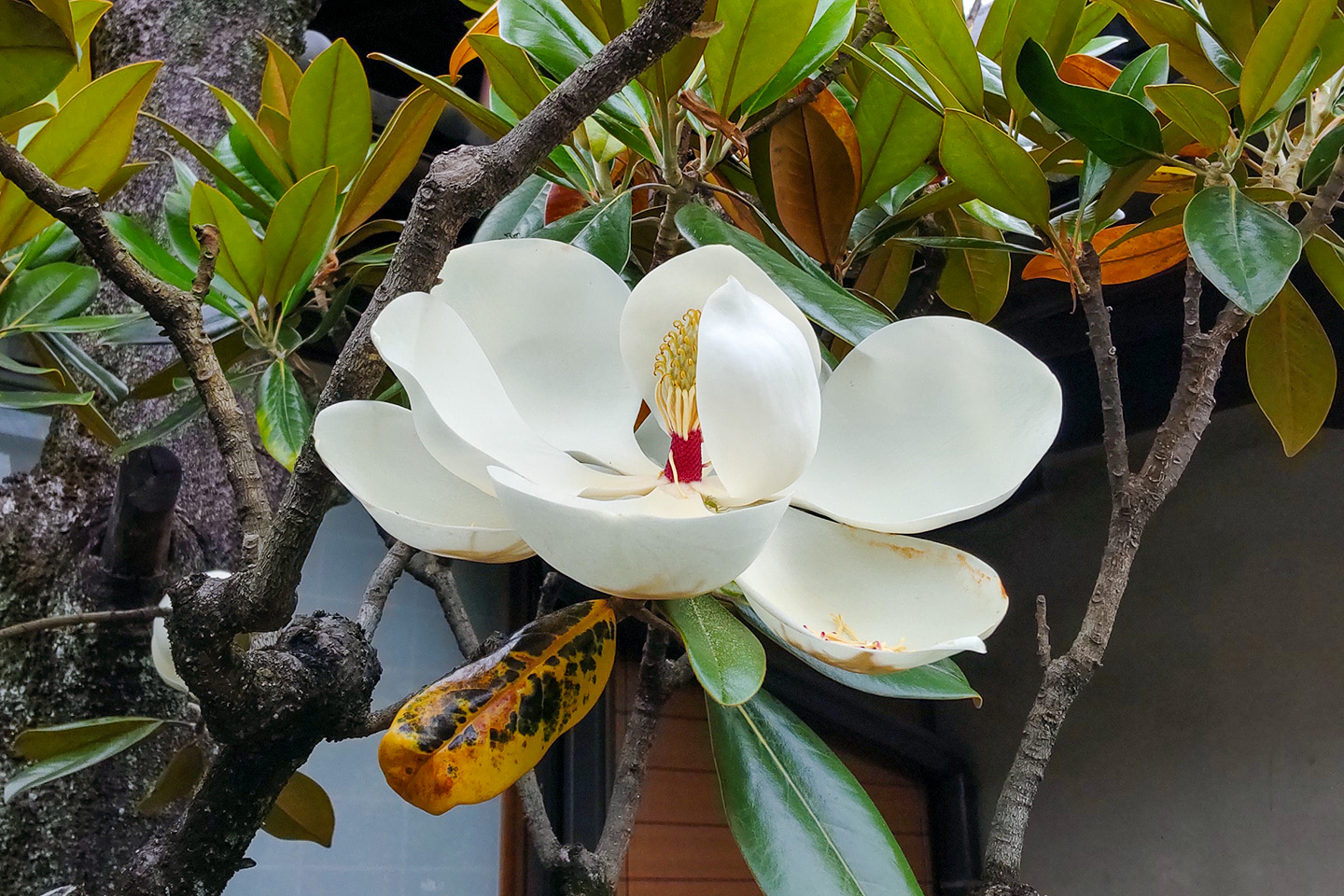 京都 成願寺のタイサンボク 泰山木 22 季節の花だより はなつうwest Blog