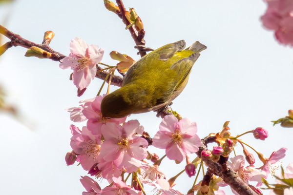 来ル海の河津桜2026-3