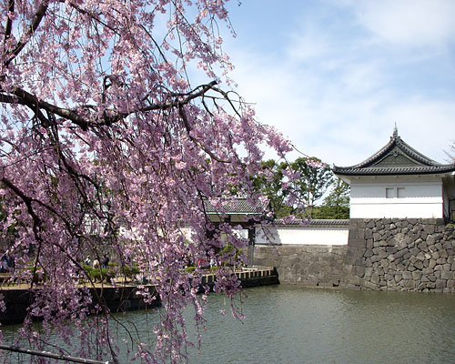 皇居東御苑 桜 季節の花だより はなつうwest Blog