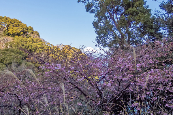 来ル見の河津桜2024-1