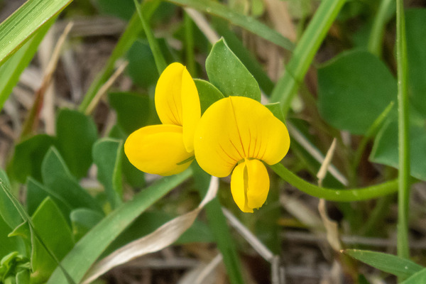 �ߥ䥳����2024