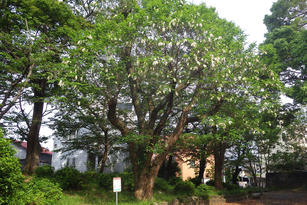 千本公園の白藤1