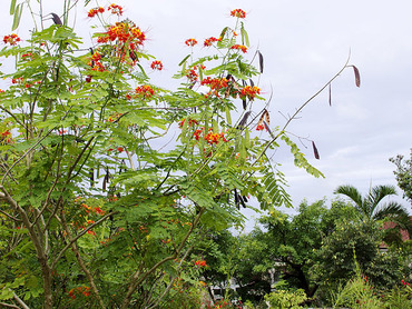 沖縄の花1