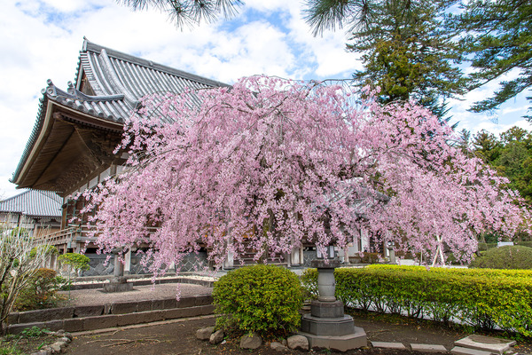 大石寺のシダレザクラ 2026-3