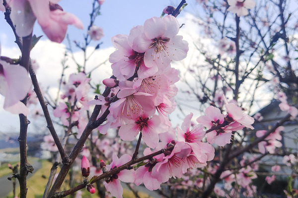 ��ƦĹ���Υ������ɤβ� 2026-1